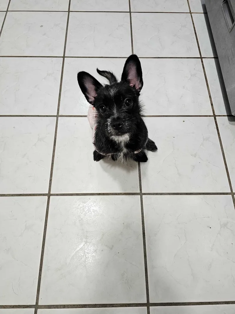 Louise