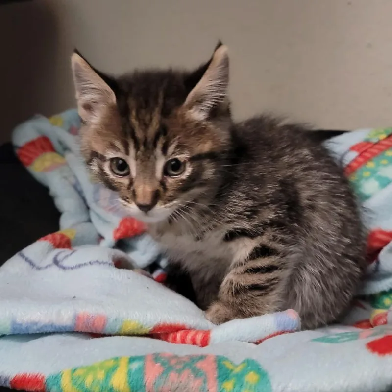 A baby small-sized female Brown / Chocolate Domestic Medium Hair cat named Peach for adoption in Long Beach, CA