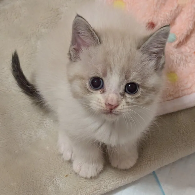 A baby small-sized female White Domestic Short Hair cat named Peanut Butter for adoption in Austin, TX