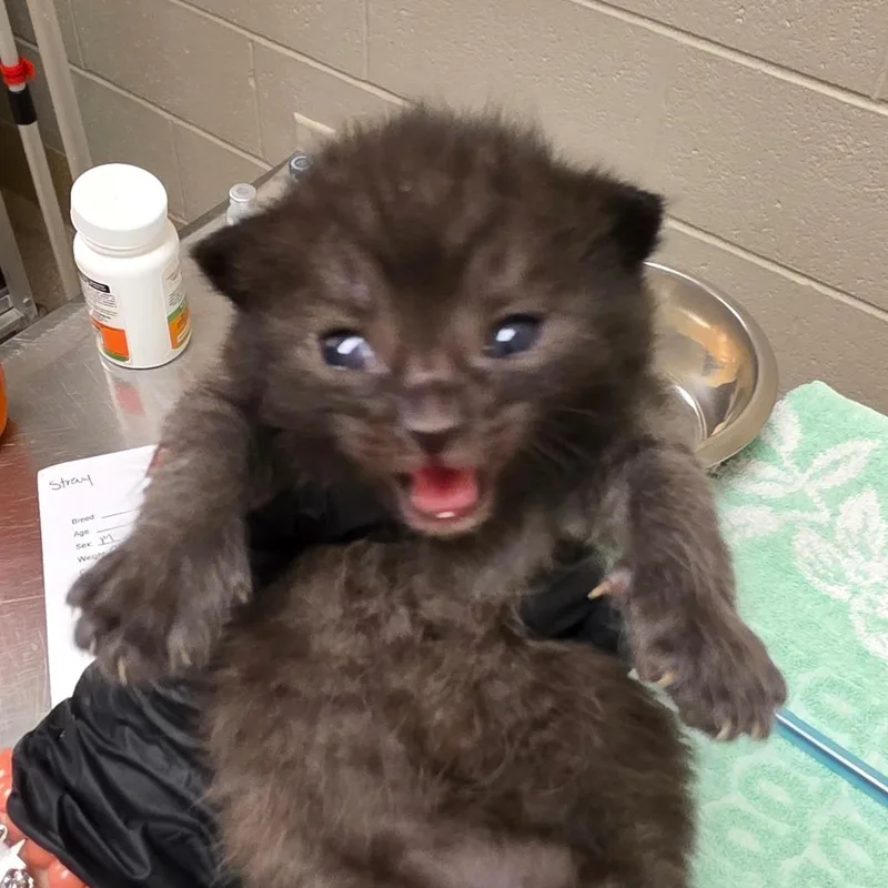 A baby small-sized male Black Domestic Short Hair cat named Jim for adoption in Bristol, IN