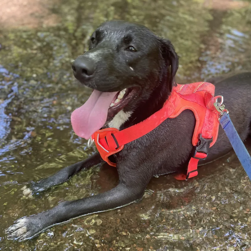 A young medium-sized male Black Labrador Retriever dog named Banjo Bliss  A for adoption in Andover, MA