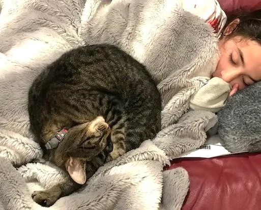 An adult medium-sized female Domestic Short Hair cat named Family MUST LEAVE USA for adoption in Jamaica Plain, MA
