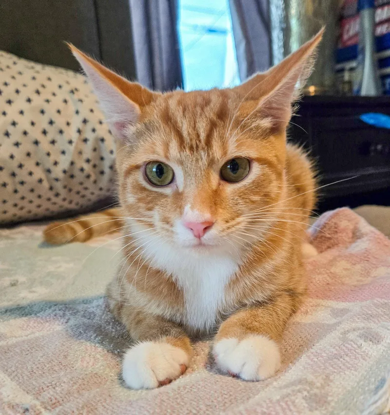 A young medium-sized male Orange & White Domestic Short Hair cat named Drogo for adoption in Lighthouse Point, FL