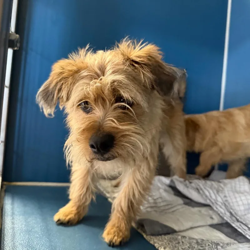 A young small-sized male Yellow / Tan / Blond / Fawn Terrier dog named Multipaul for adoption in Yuma, AZ