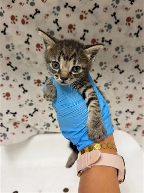 A baby small-sized female Domestic Short Hair cat named Clamantha for adoption in Riverside, CA