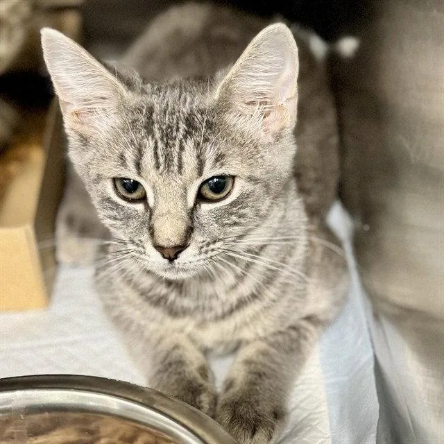 A baby small-sized female Gray / Blue / Silver Domestic Short Hair cat named Lin for adoption in Tavares, FL