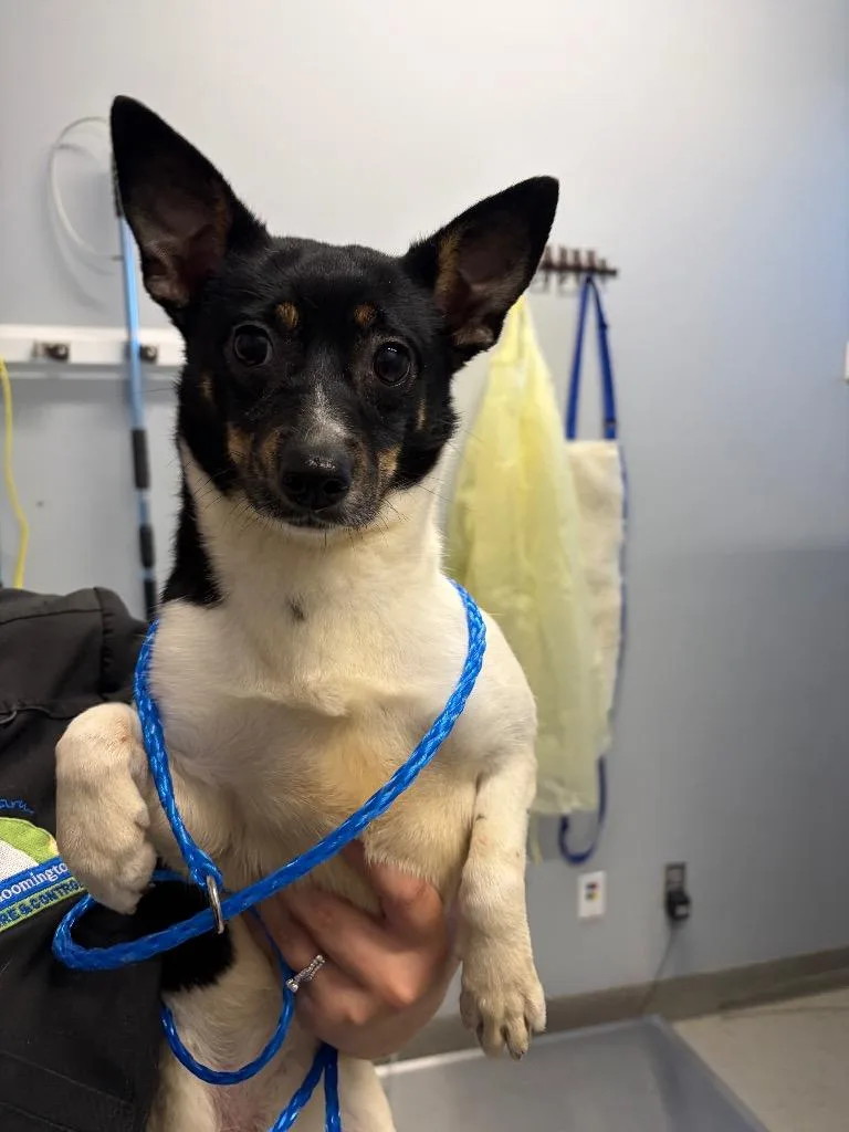 An adult medium-sized female Jack Russell Terrier dog named Morticia for adoption in Bloomington, IN