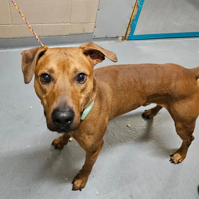 An adult medium-sized male Red / Chestnut / Orange Doberman Pinscher dog named Kobe for adoption in Tacoma, WA