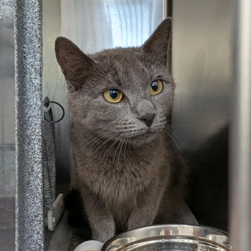 An adult medium-sized female Gray / Blue / Silver Domestic Short Hair cat named Bumblebee for adoption in Auburn, AL