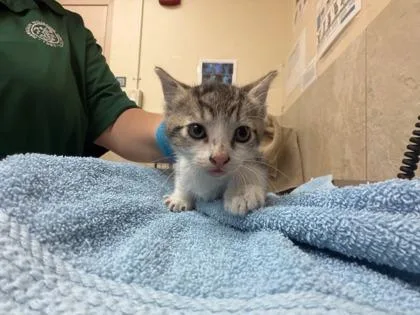 A baby small-sized male Domestic Medium Hair cat named Garrick for adoption in Honolulu, HI