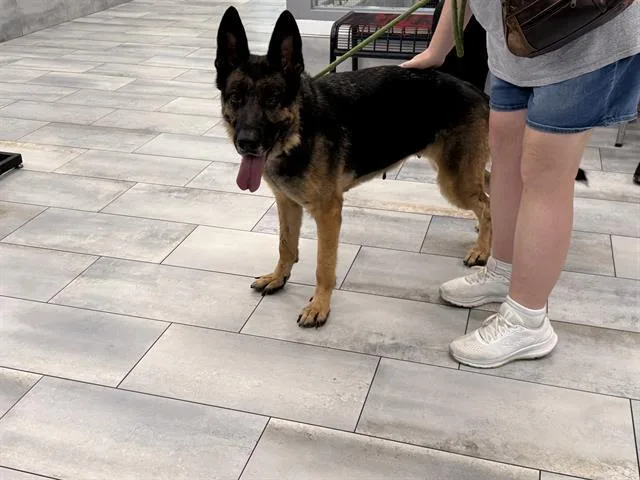 An adult large-sized female German Shepherd Dog dog named Maya for adoption in Charlotte, NC