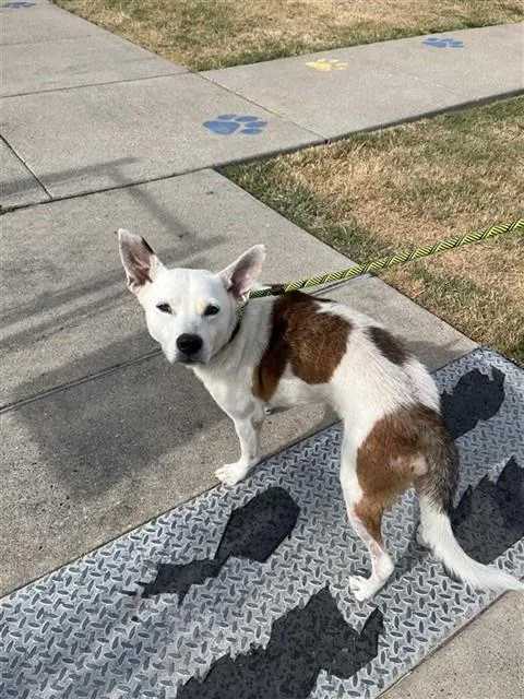 A young small-sized male Jack Russell Terrier dog named Lucky for adoption in Corpus Christi, TX