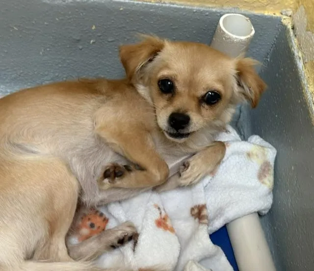 A young small-sized female Chihuahua dog named Colorado for adoption in Tulsa, OK