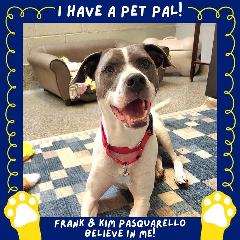 June Bug Pup: Marble