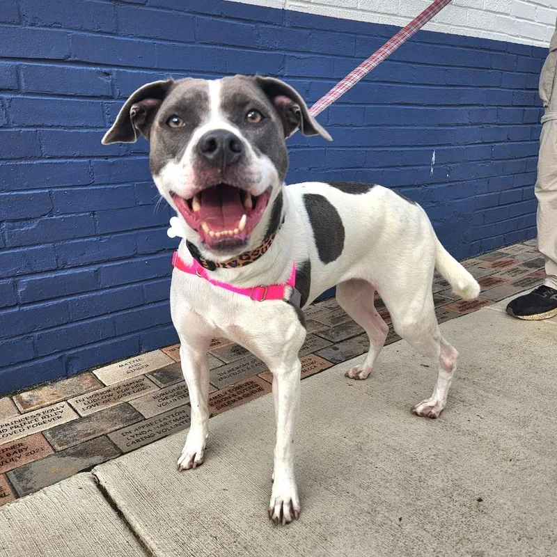 June Bug Pup: Marble thumbnail 2