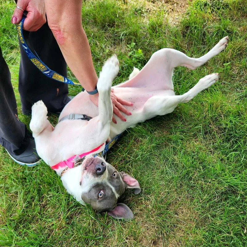 June Bug Pup: Marble thumbnail 3