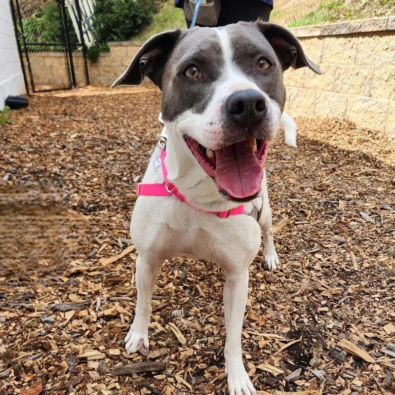 June Bug Pup: Marble thumbnail 4