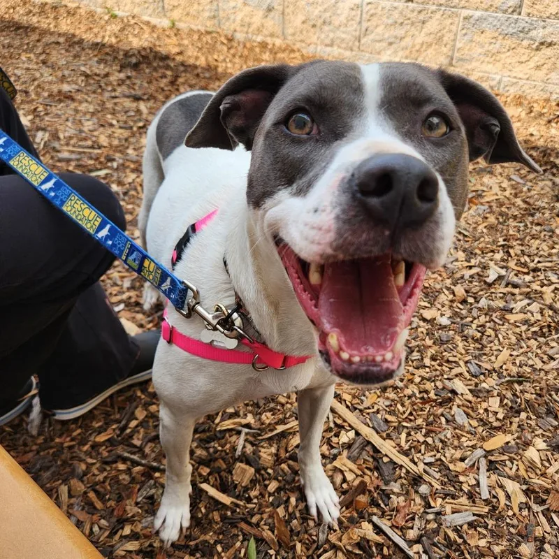 June Bug Pup: Marble thumbnail 5