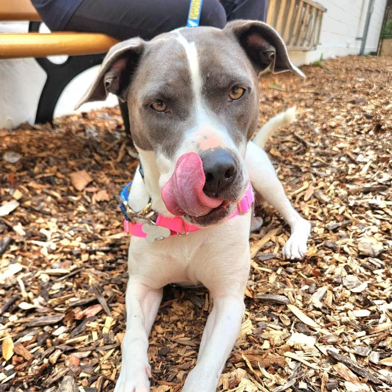 June Bug Pup: Marble thumbnail 6