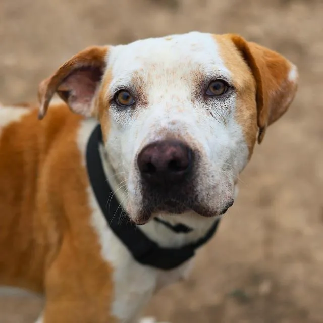 An adult large-sized male American Staffordshire Terrier dog named Mansi for adoption in San Antonio, TX