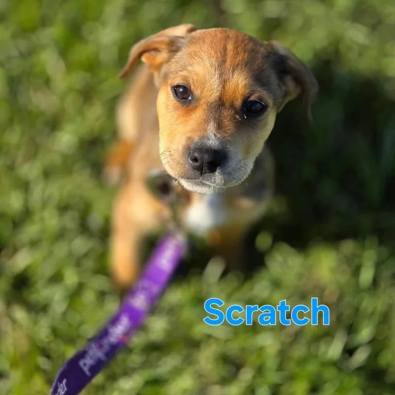 A baby medium-sized male Tricolor (Brown, Black, & White) Retriever dog named Scratch for adoption in Saugus, MA