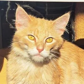 An adult medium-sized male Buff / Tan / Fawn Domestic Medium Hair cat named Kirk for adoption in Chicago, IL