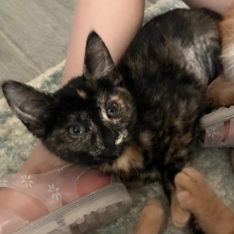 A baby small-sized female Black Domestic Short Hair cat named Glimmer for adoption in Bulverde, TX