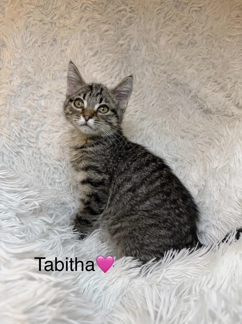 A baby medium-sized female Tabby (Brown / Chocolate) Tabby cat named Tabitha for adoption in Copley, OH