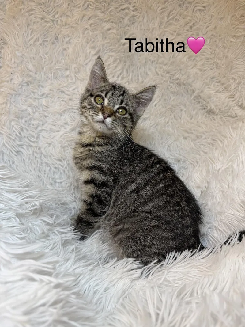 Tabitha thumbnail 2