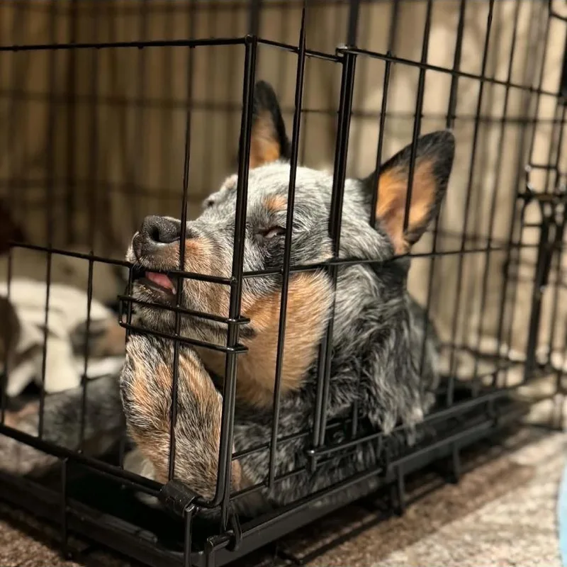 A baby medium-sized male Australian Cattle Dog / Blue Heeler dog named Wally for adoption in Philadelphia, PA