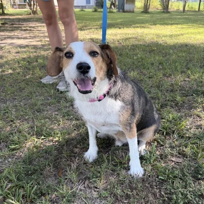 A senior medium-sized male White / Cream Beagle dog named Chewie for adoption in Carencro, LA