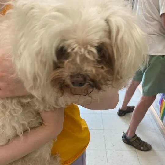 A senior small-sized female White / Cream Mixed Breed dog named Lilly for adoption in Davenport, IA
