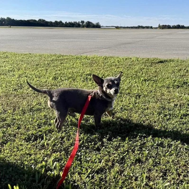 A senior small-sized male Chihuahua dog named Dusty Rue for adoption in Hillsborough , NC