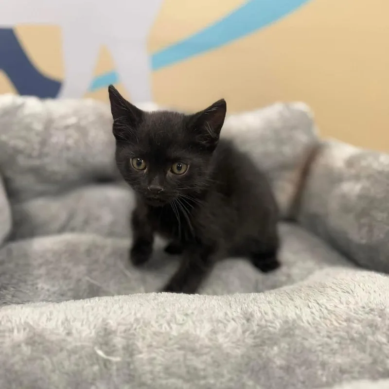 A baby small-sized female Black Domestic Short Hair cat named Midnight In Cockeysville for adoption in Alexandria, VA
