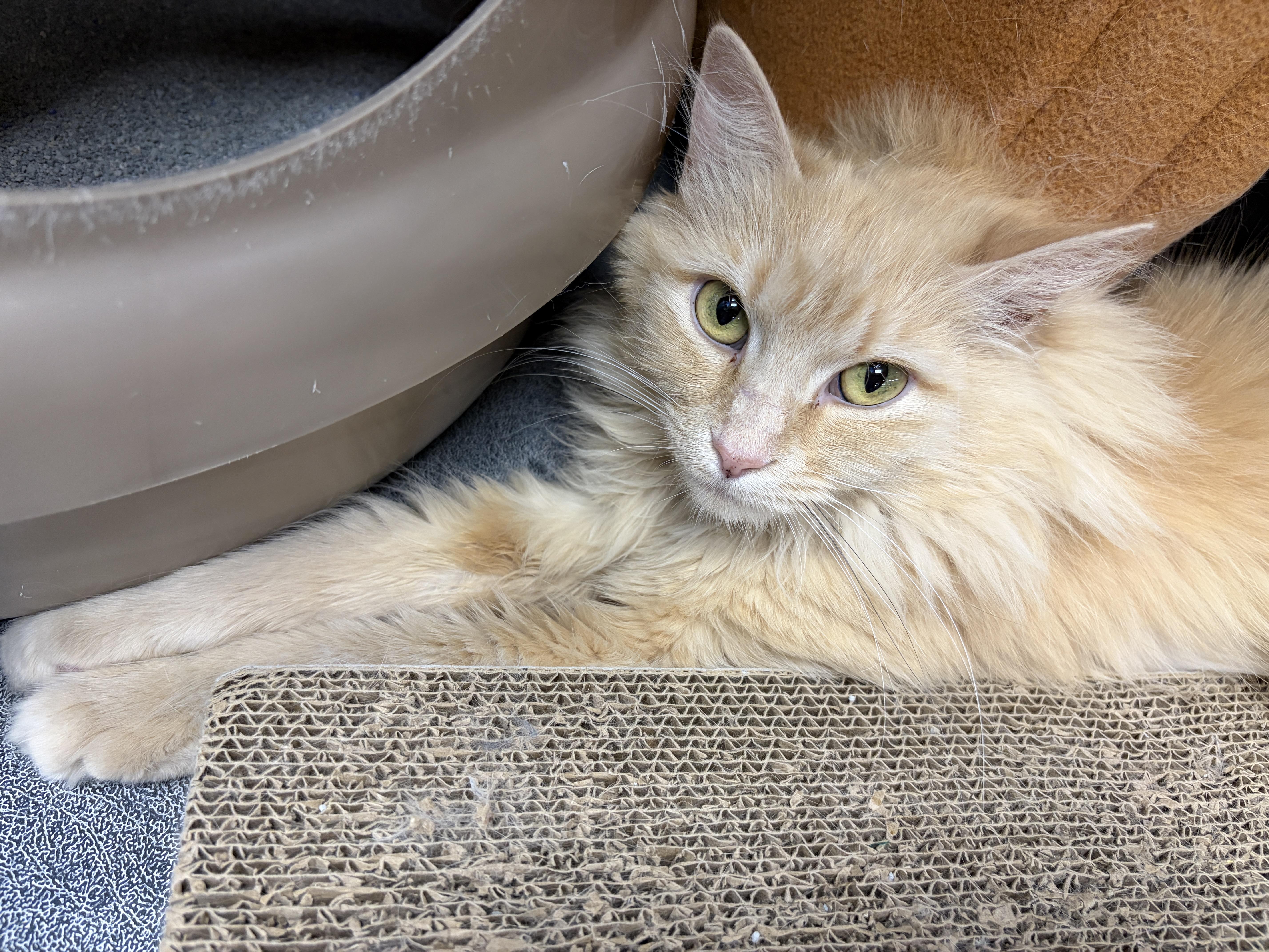 An adult medium-sized female Buff / Tan / Fawn Domestic Long Hair cat named Princess for adoption in Louisville, KY