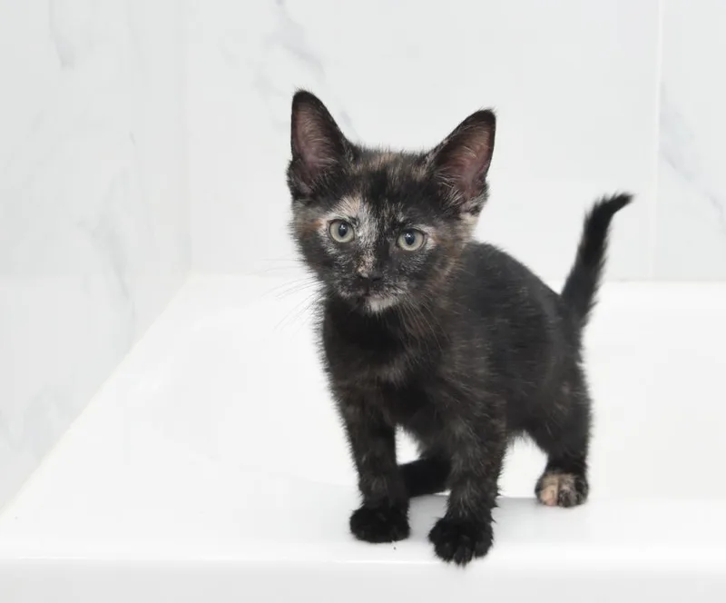 A baby small-sized female Domestic Short Hair cat named Pistachio for adoption in San Antonio, TX