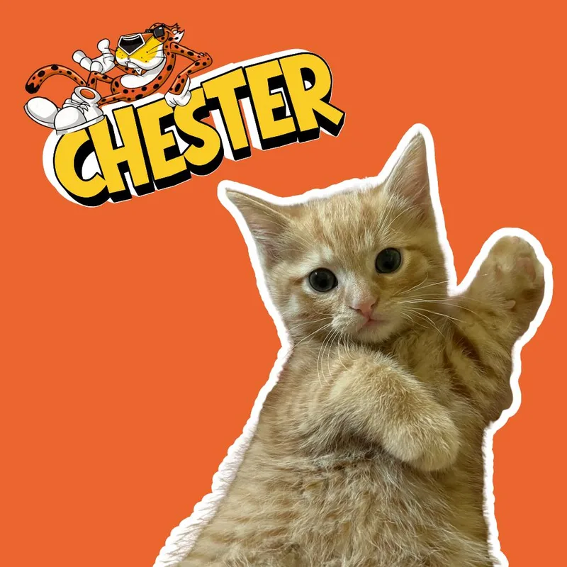 Chester