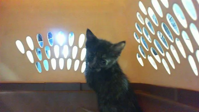 A baby small-sized female Domestic Short Hair cat named Tortie T for adoption in Charlotte, NC