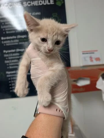 A baby small-sized female Domestic Short Hair cat named Coffee for adoption in Bakersfield, CA