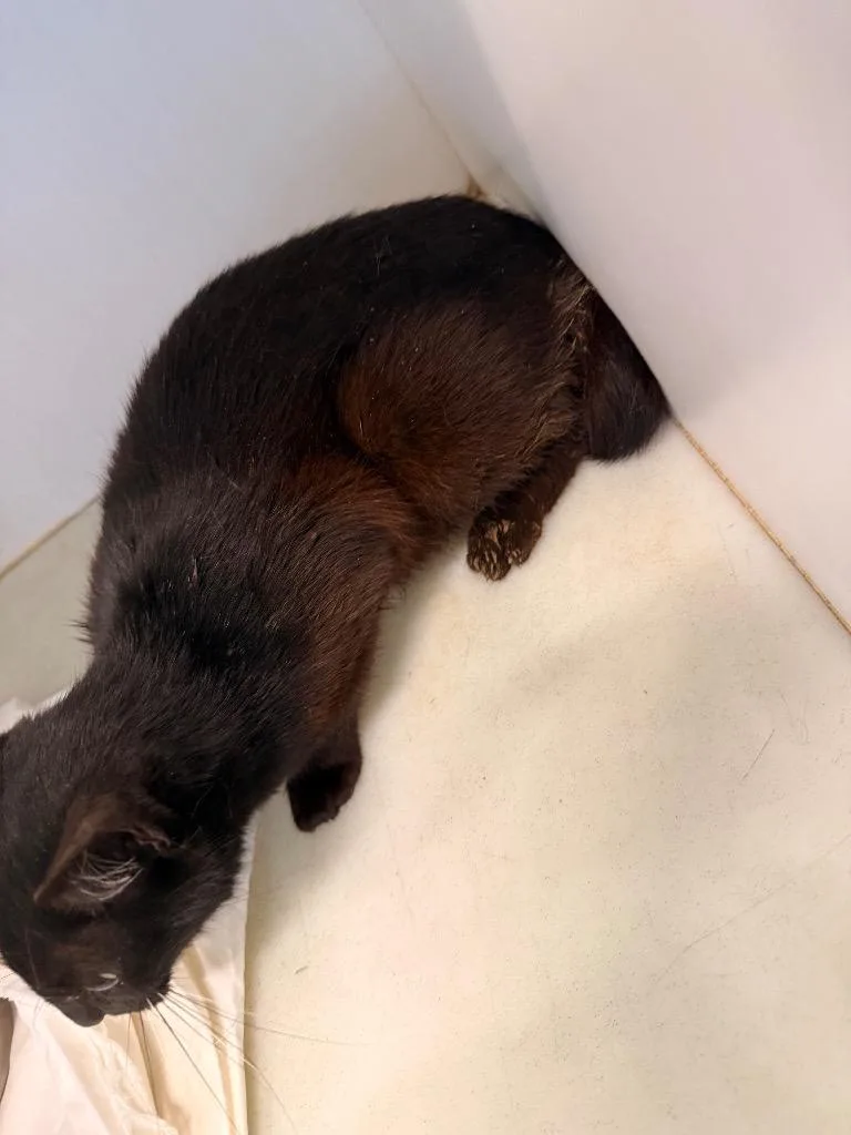 A young medium-sized female Domestic Short Hair cat named Phoebie for adoption in Douglasville, GA