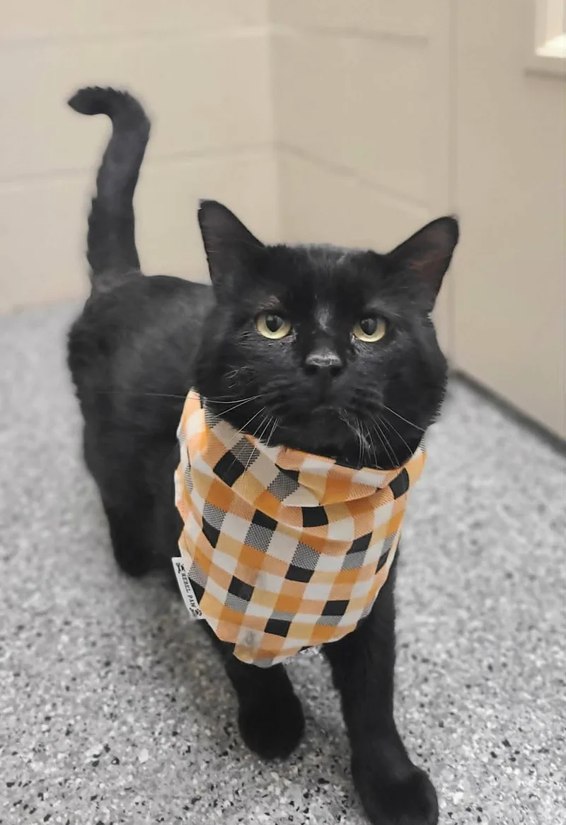 An adult large-sized male Black Domestic Medium Hair cat named Vaughn for adoption in Fruit Heights, UT