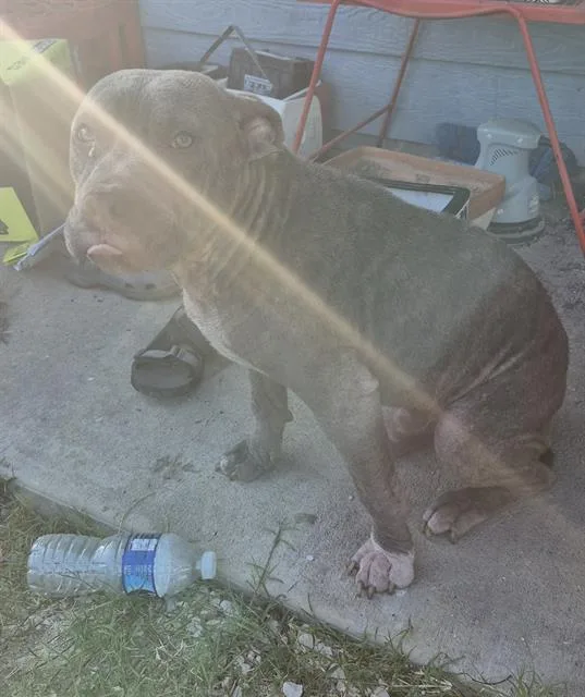 A young medium-sized male American Staffordshire Terrier dog named Miller for adoption in San Antonio, TX