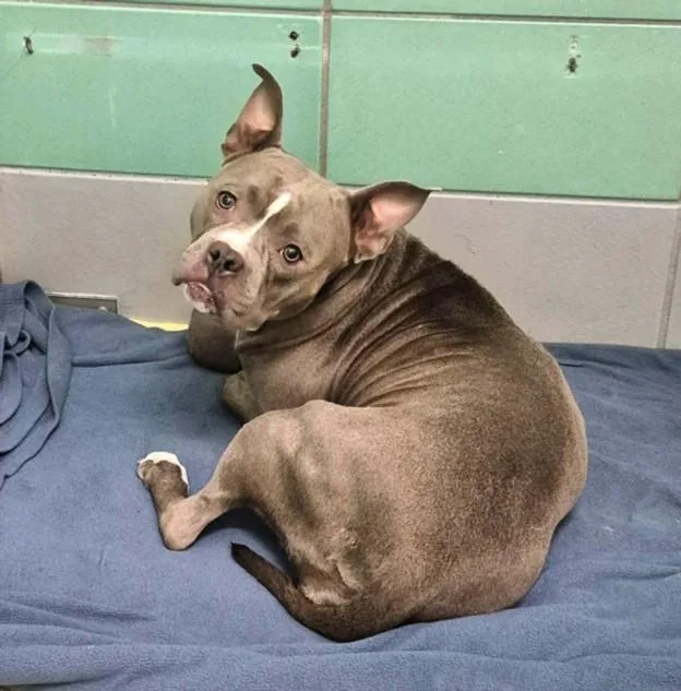 A young medium-sized female Staffordshire Bull Terrier dog named Misty for adoption in Houston, TX