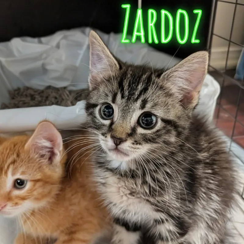 A baby small-sized male Brown / Chocolate Domestic Short Hair cat named Zardoz for adoption in Westminster, CA