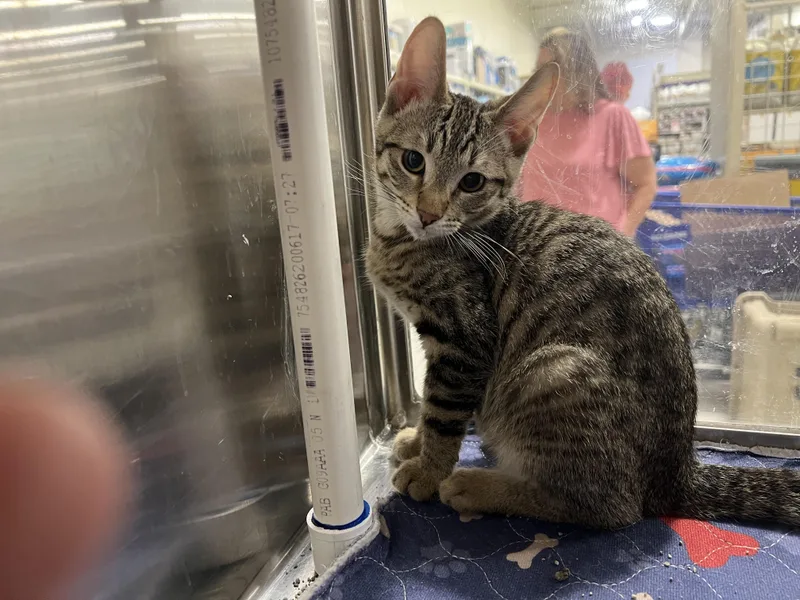 A baby medium-sized male Tabby cat named August for adoption in Tracy, CA
