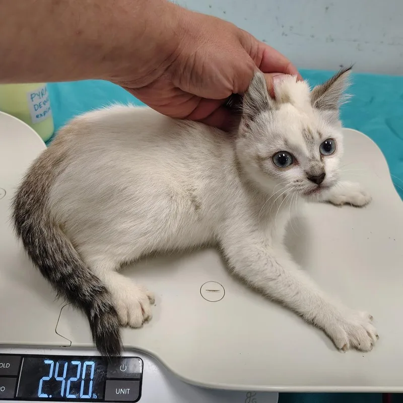 A baby small-sized female Domestic Short Hair cat named Festival for adoption in Coos Bay, OR
