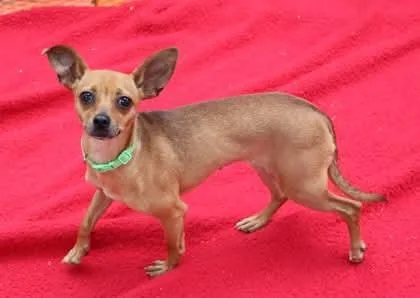 An adult small-sized female Chihuahua dog named Buttons Athens for adoption in Rockaway, NJ
