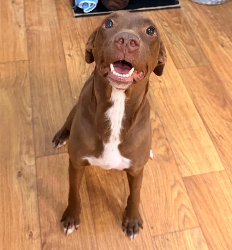 An adult large-sized female Mixed Breed dog named Romey for adoption in Ocala, FL