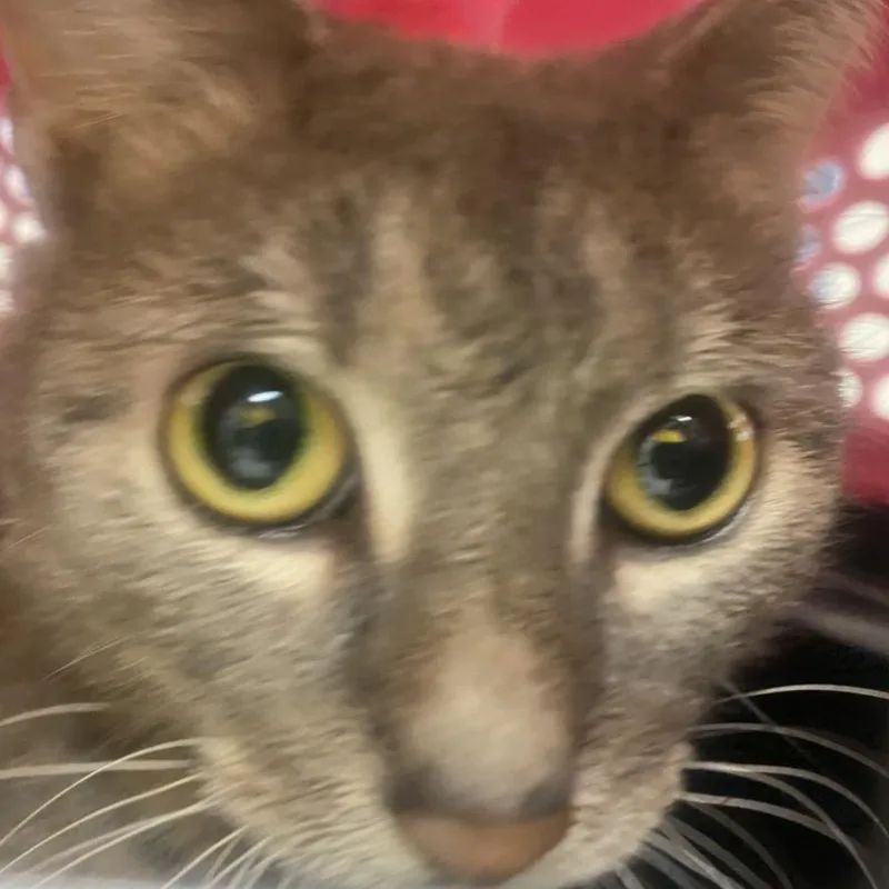 Dew Drop thumbnail 3