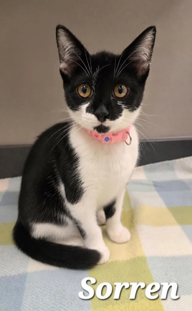 A baby large-sized female Domestic Short Hair cat named Sorren for adoption in Sidney, OH